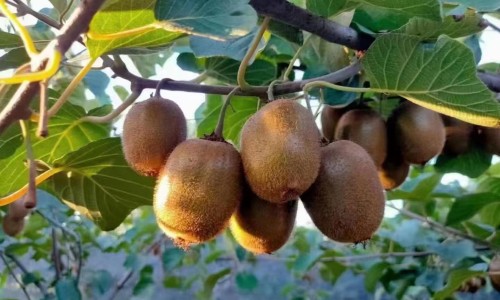 金银花决明子泡水什么功效网—知名的金银花决明子组合茶网站,分享金银花决明子组合茶知识