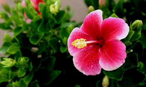 金银花决明子泡水喝功效与主治-金银花决明子泡水什么功效网—知名的金银花决明子组合茶网站,分享金银花决明子组合茶知识